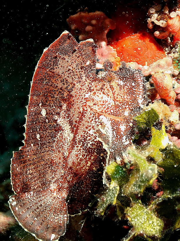 Sipadan_2015_Poisson scorpion feuille_Taenianotus triacanthus_IMG_2692_rc.jpg